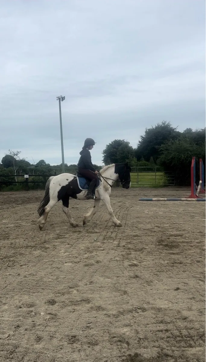 Cob gelding - Image 2