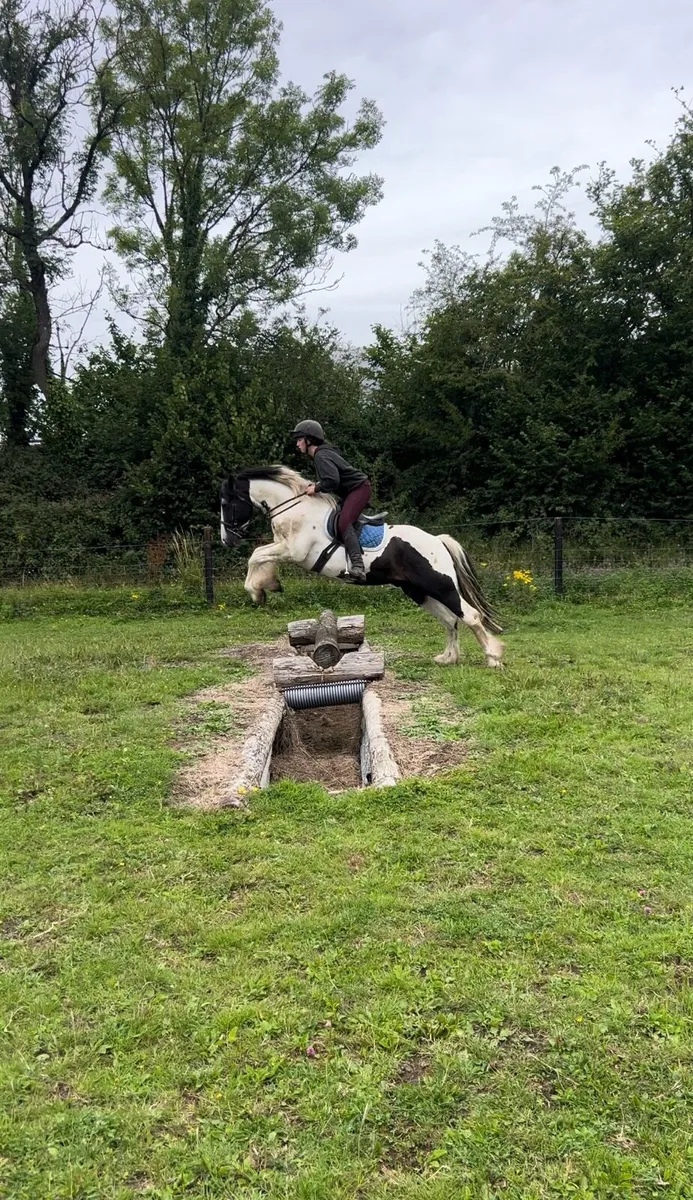 Cob gelding - Image 3