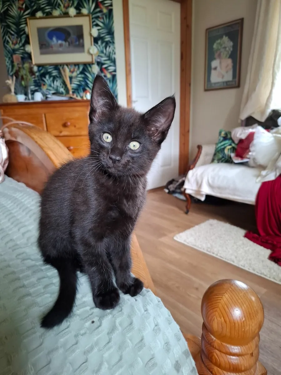 Maine Coon kittens - Image 3