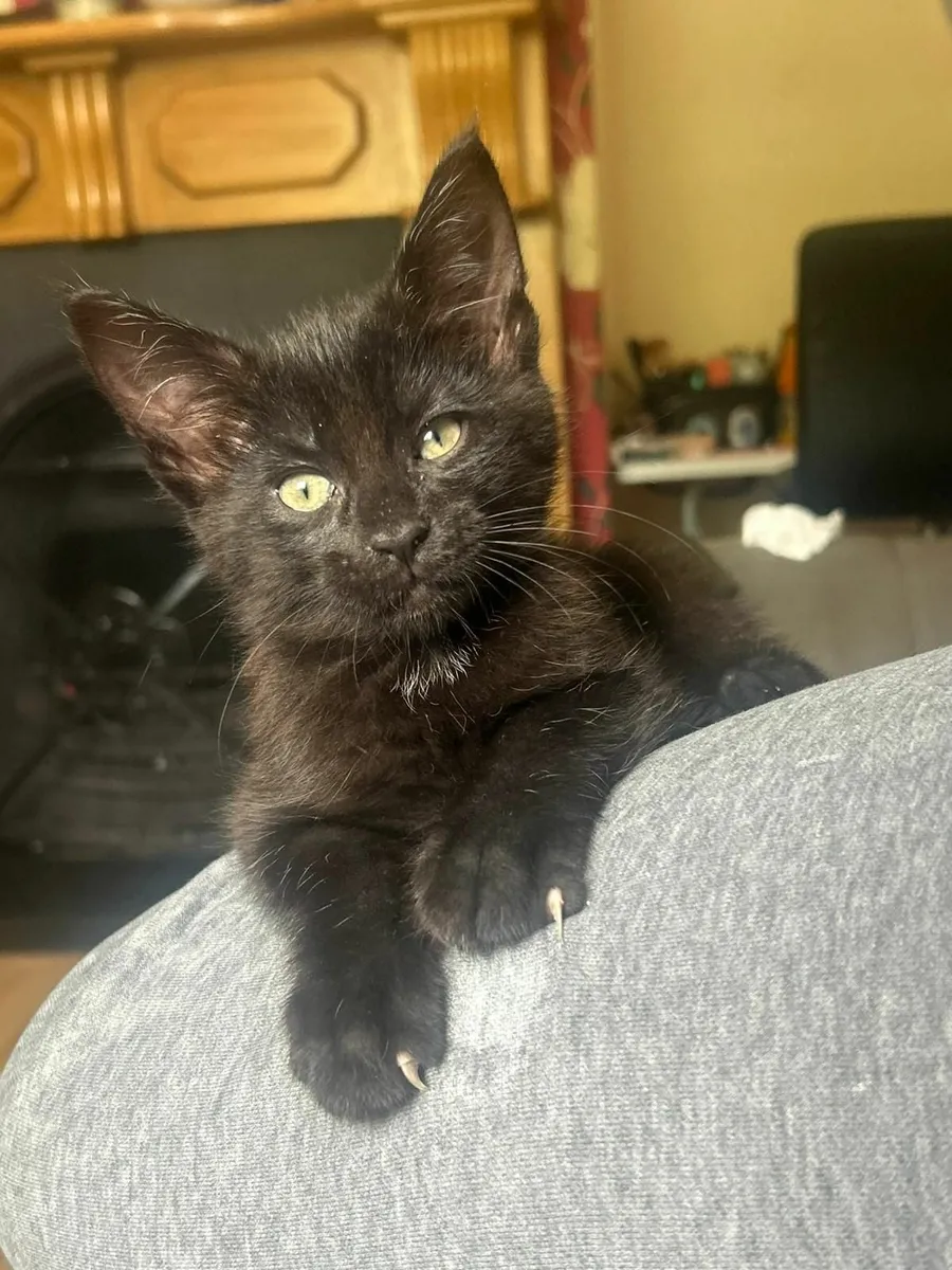 Maine Coon kittens - Image 1