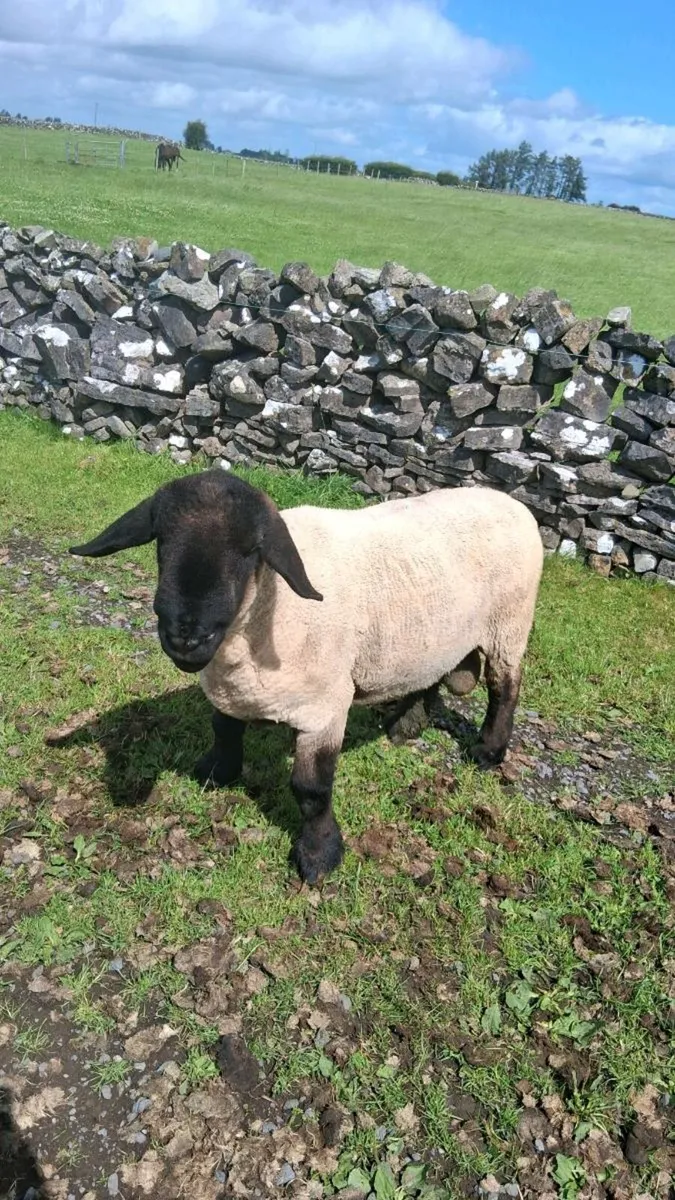 Pedigree rams - Image 1