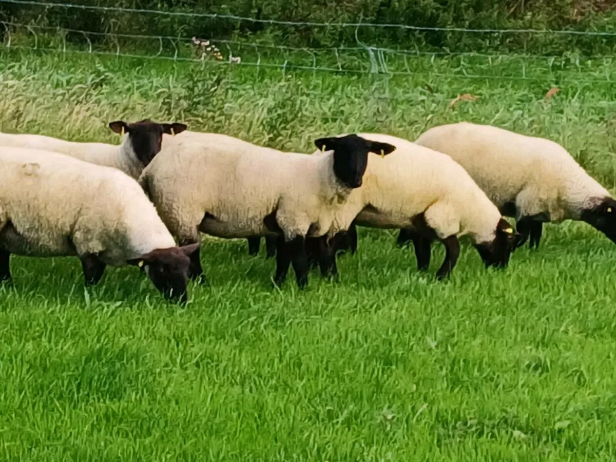 Suffolk hoggets - Image 2