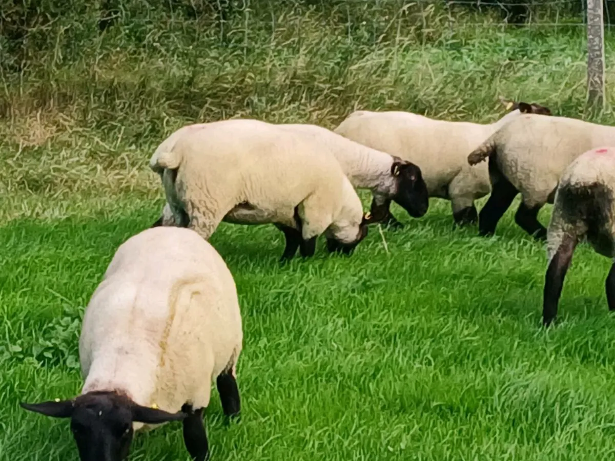 Suffolk hoggets - Image 3