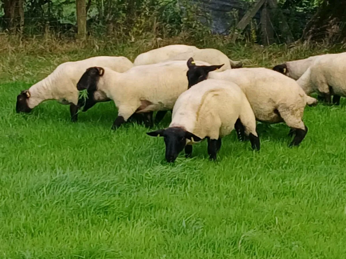 Suffolk hoggets - Image 4