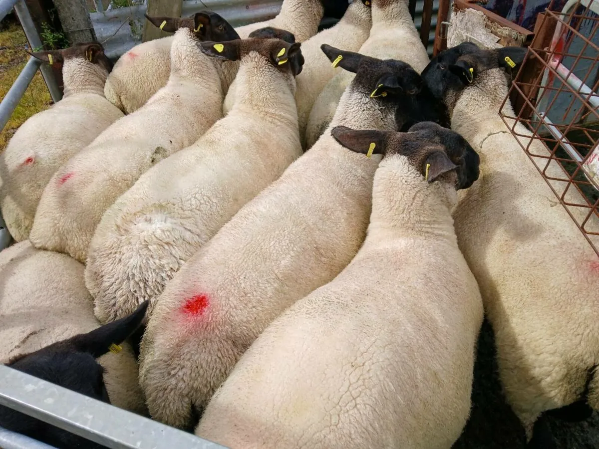 Suffolk hoggets - Image 1