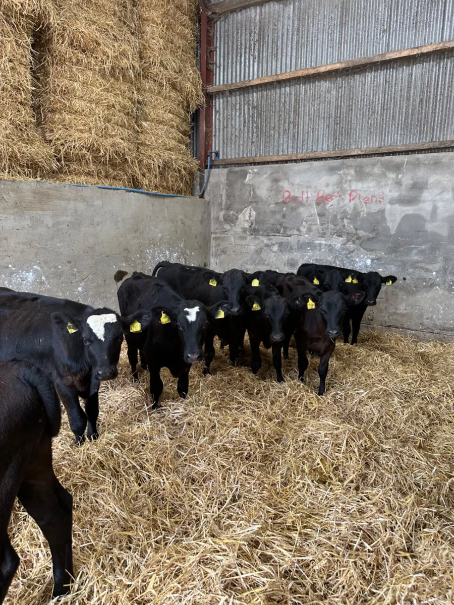 Angus bulls - Image 4