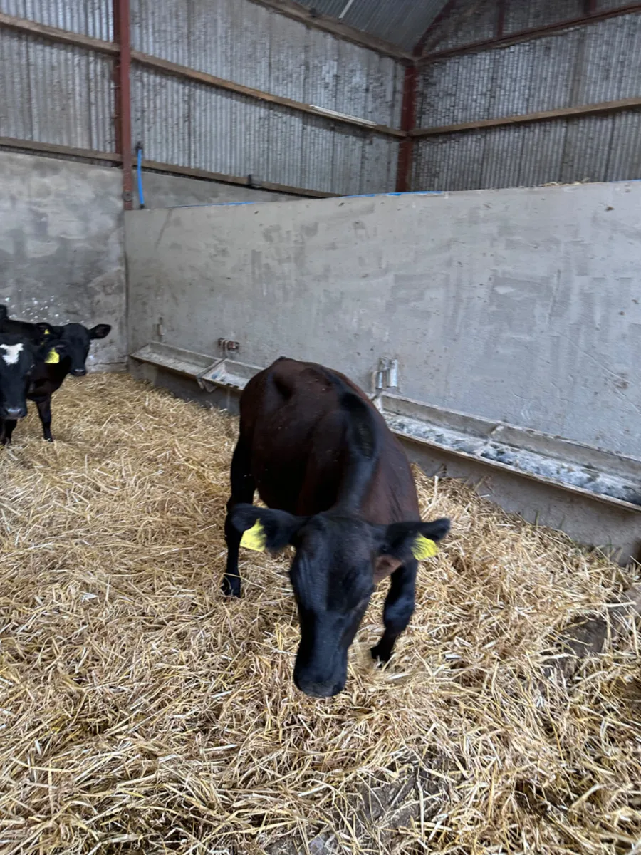 Angus bulls - Image 3
