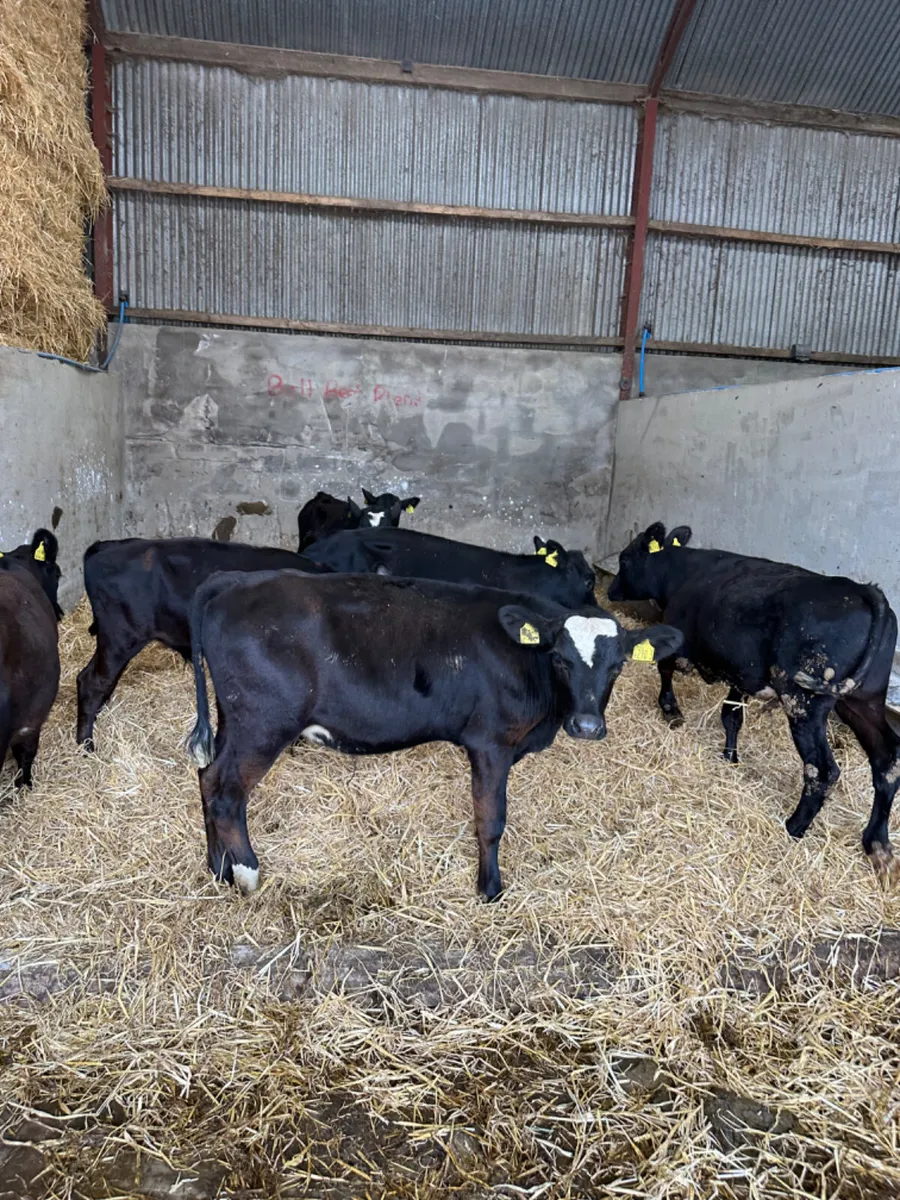 Angus bulls - Image 1