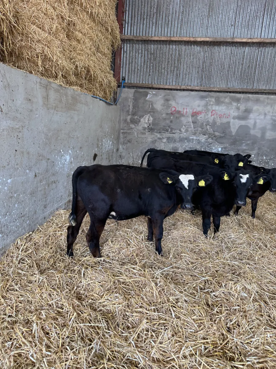 Angus bulls - Image 2