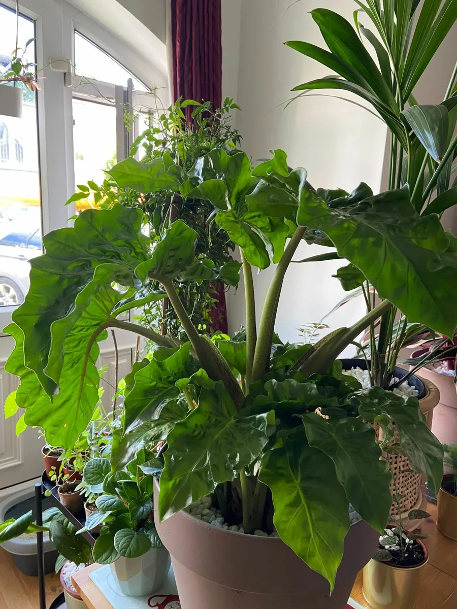 Portodora Alocasia (Elephant Ears) Plant - Image 1