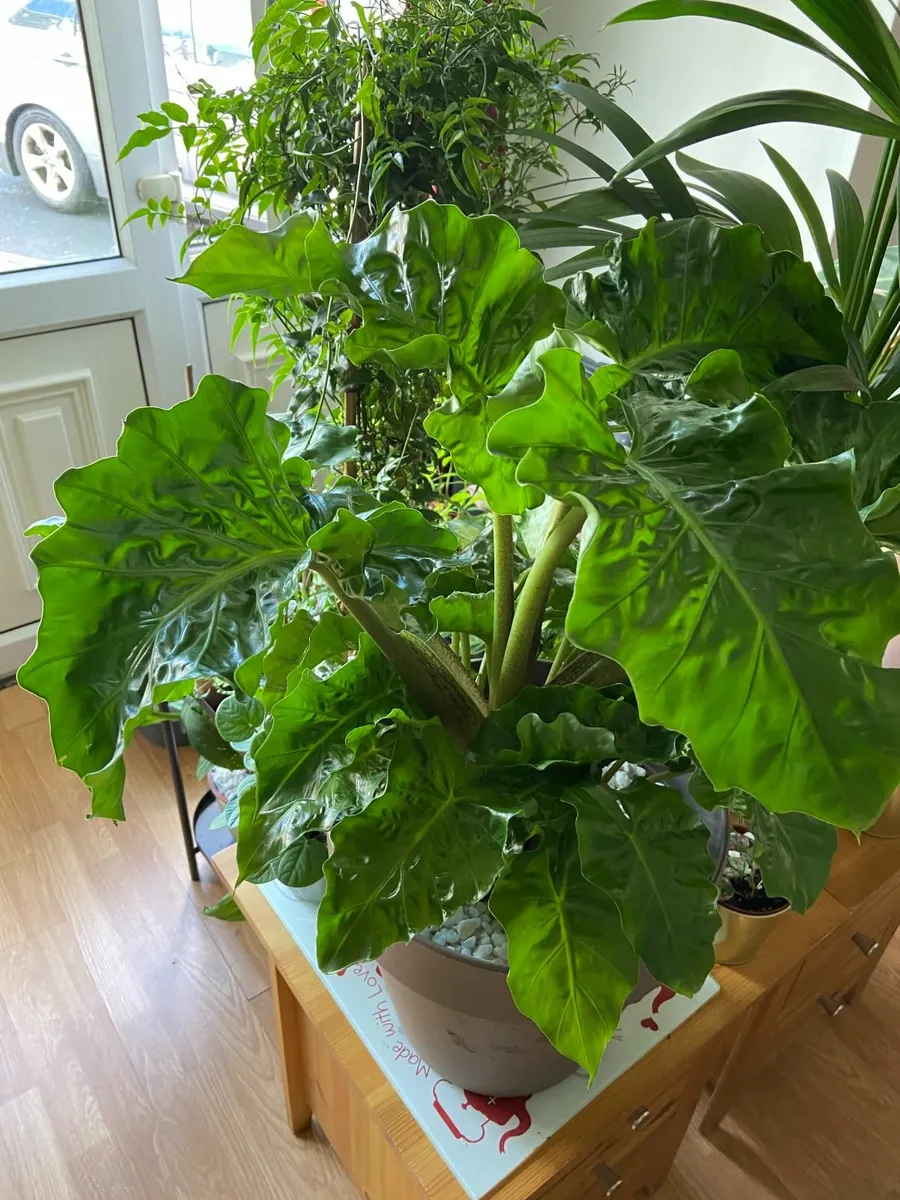 Portodora Alocasia (Elephant Ears) Plant - Image 2