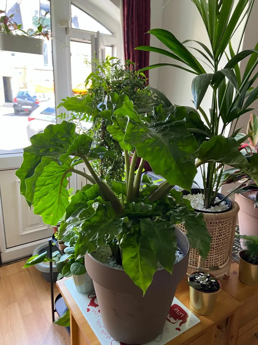 Portodora Alocasia (Elephant Ears) Plant - Image 3