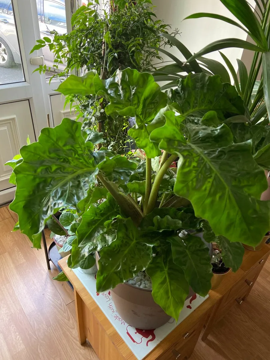 Portodora Alocasia (Elephant Ears) Plant - Image 4