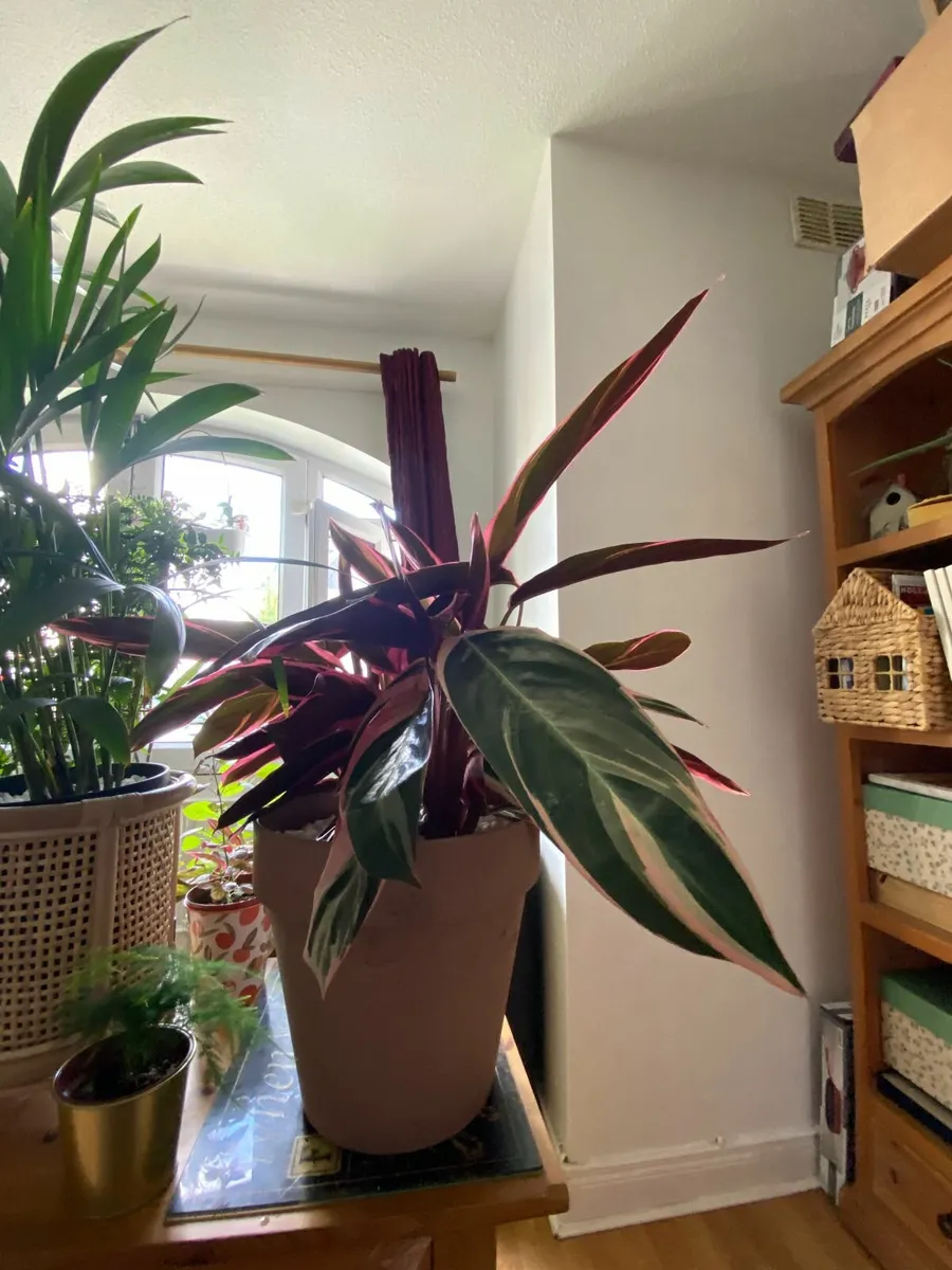 Indoor Triostar Calathea (Prayer plant) - Image 1