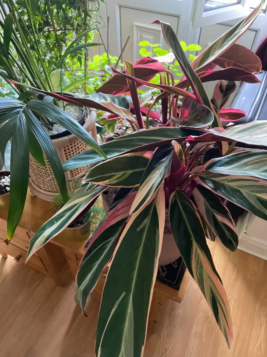 Indoor Triostar Calathea (Prayer plant) - Image 2