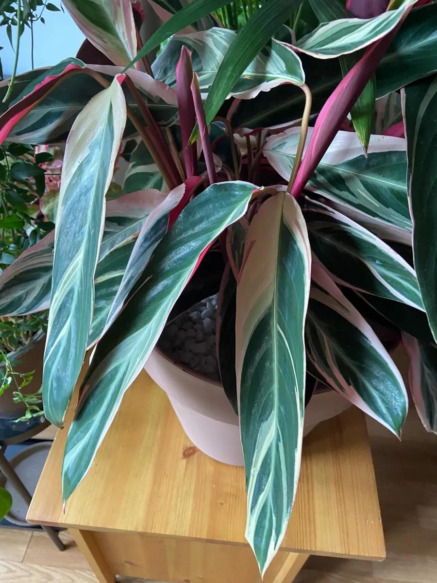 Indoor Triostar Calathea (Prayer plant) - Image 3