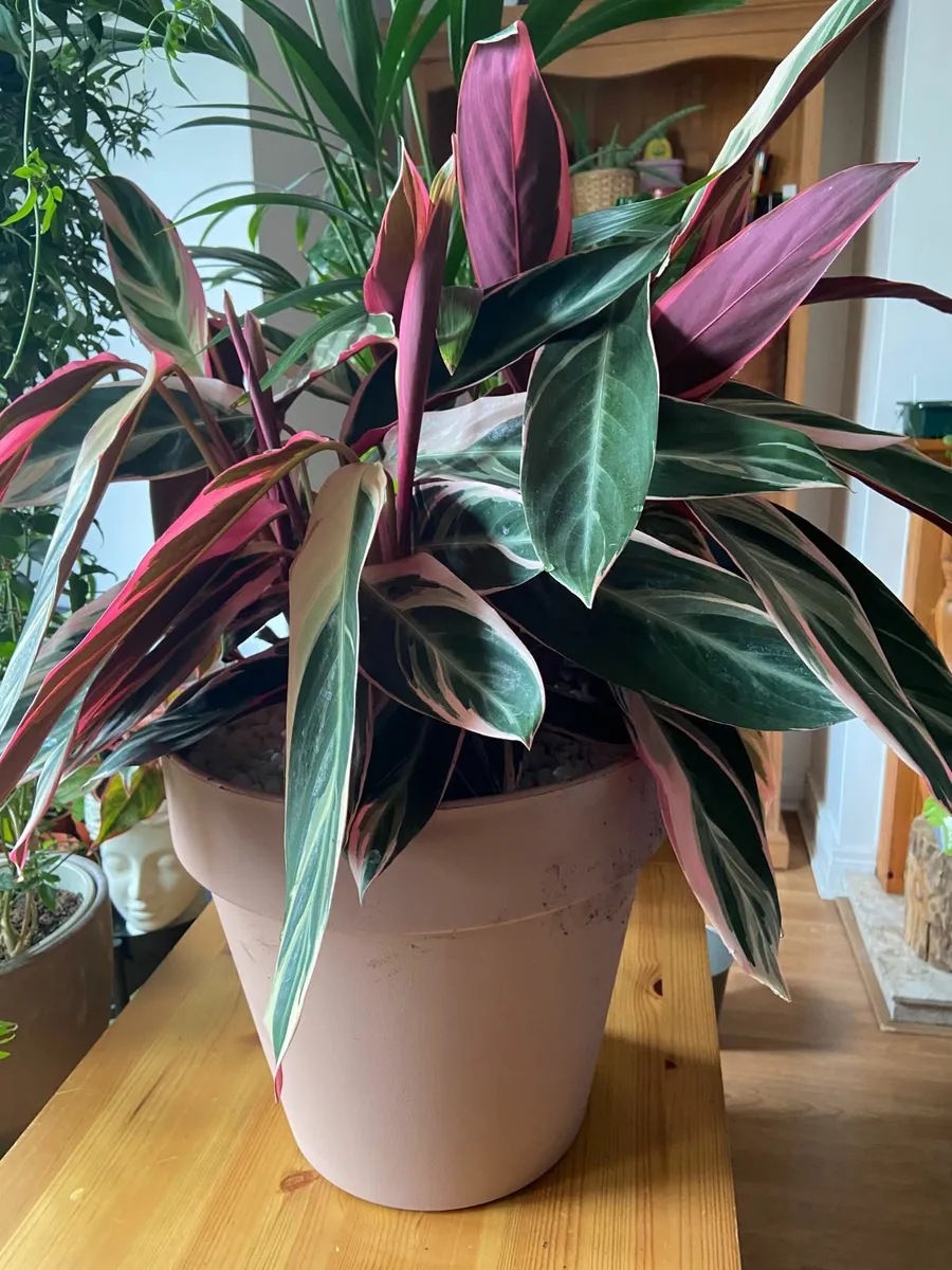 Indoor Triostar Calathea (Prayer plant) - Image 4