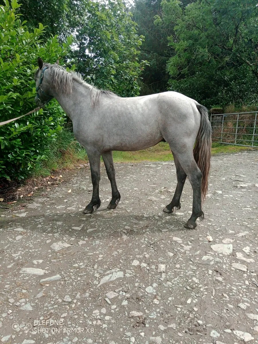 Connemara colt 🐎 - Image 2