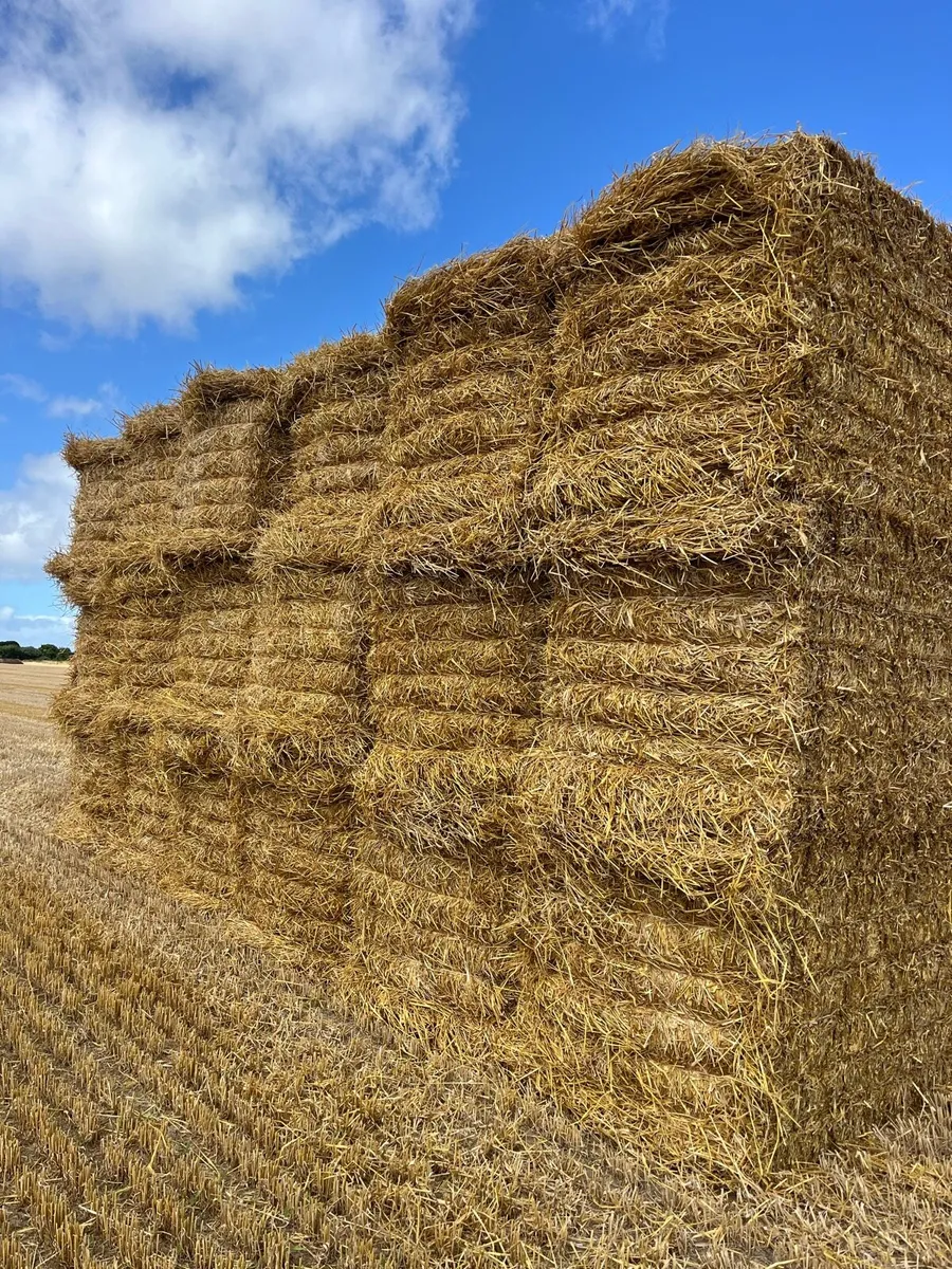 Wheat/Barley straw 8x4x4 - Image 1