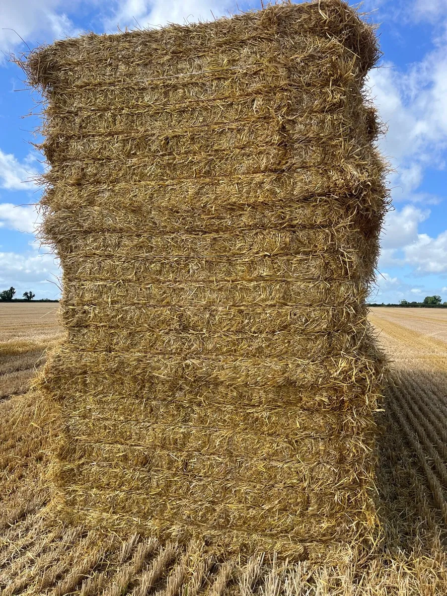 Wheat/Barley straw 8x4x4 - Image 2
