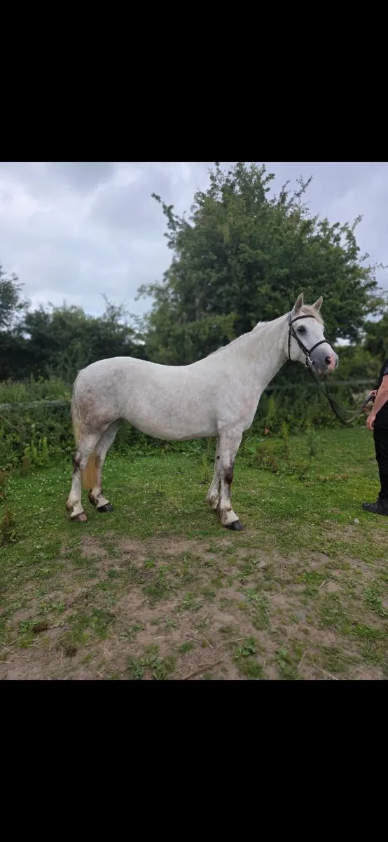 Super Brave Connemara Mare - Image 1