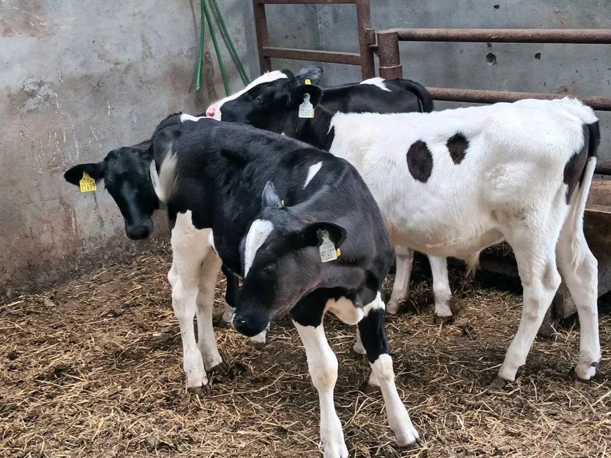 REARED FRIESEN BULL CALVES - Image 2