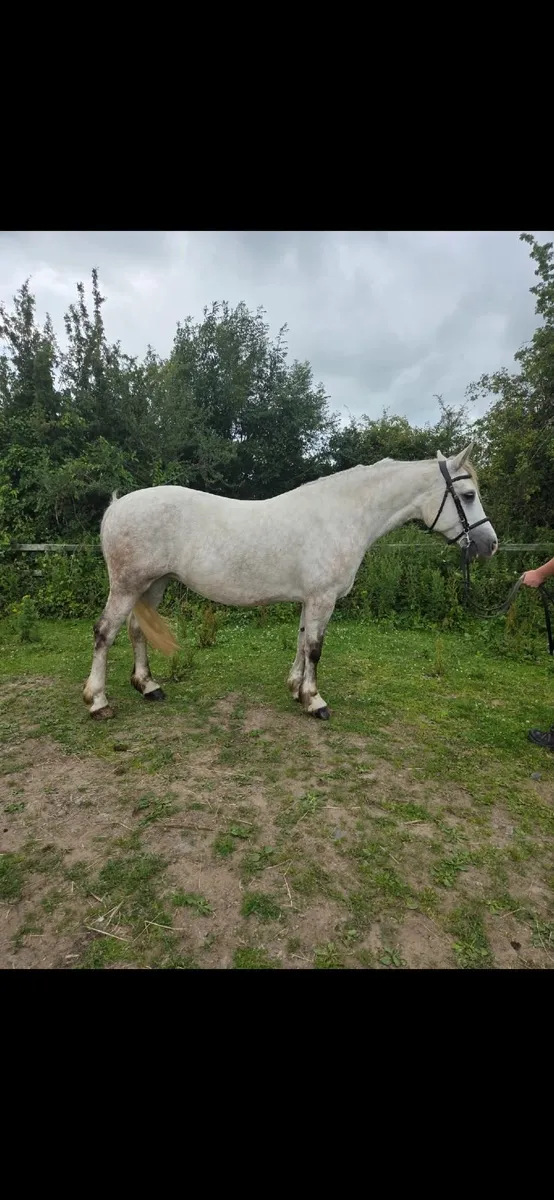 Super Brave Connemara Mare - Image 3