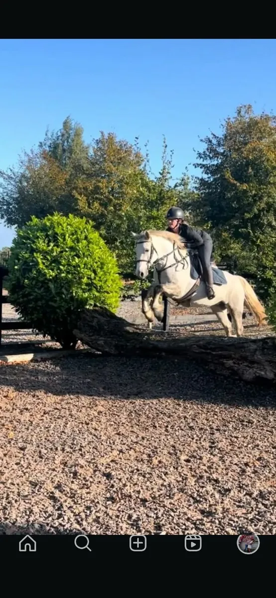 Super Brave Connemara Mare - Image 4