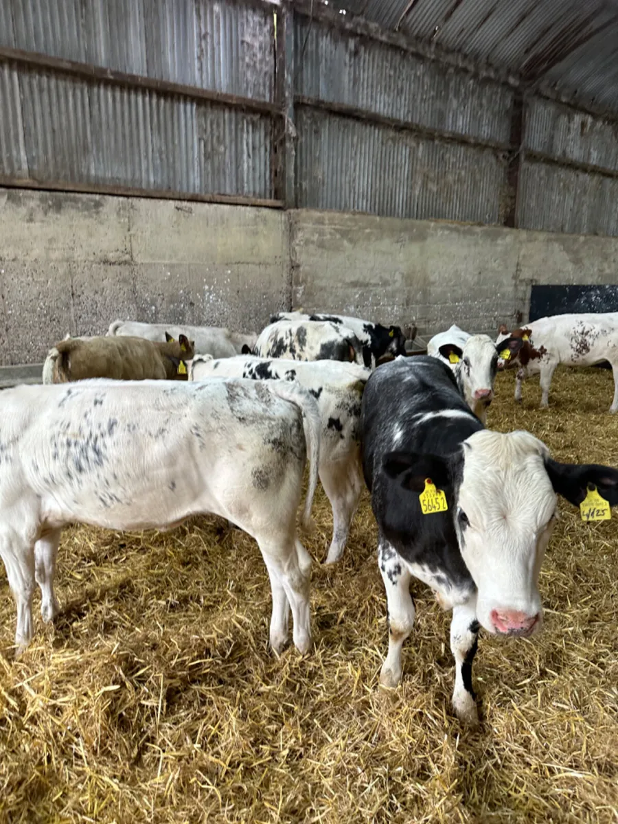 Blue and Charolais heifers - Image 1