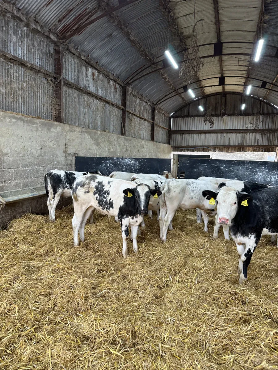 Blue and Charolais heifers - Image 3
