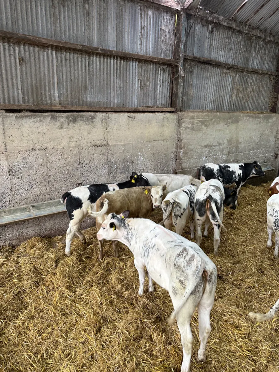Blue and Charolais heifers - Image 4