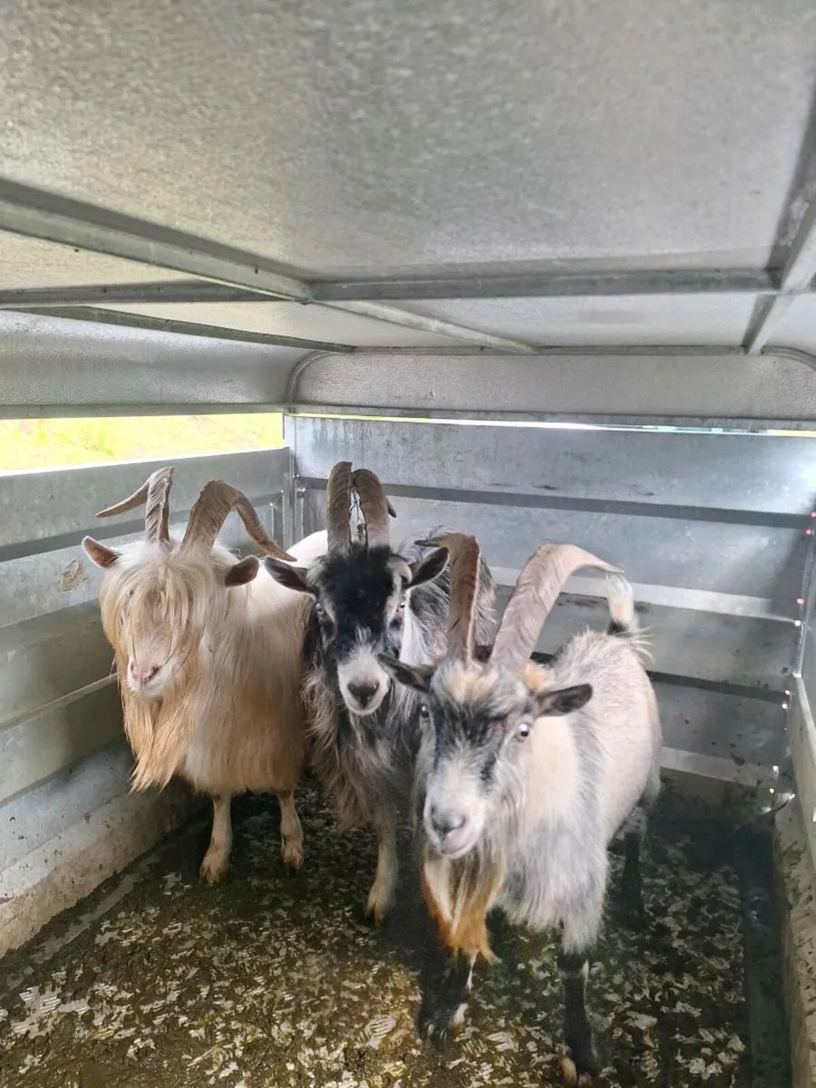 goat's - Image 1