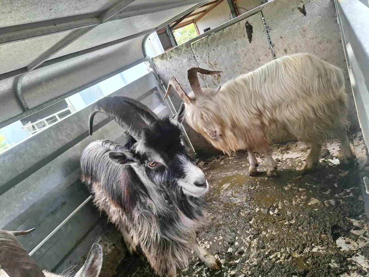goat's - Image 2
