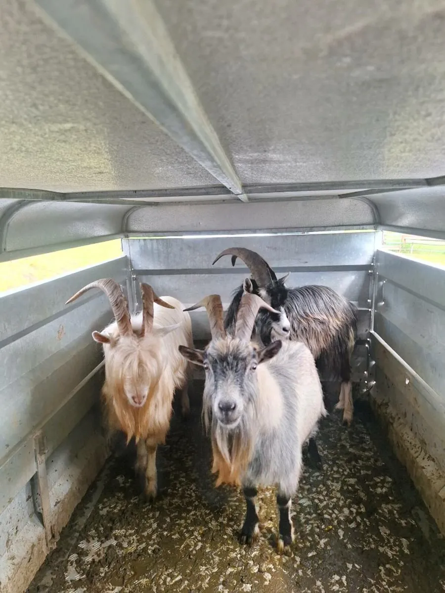 goat's - Image 3