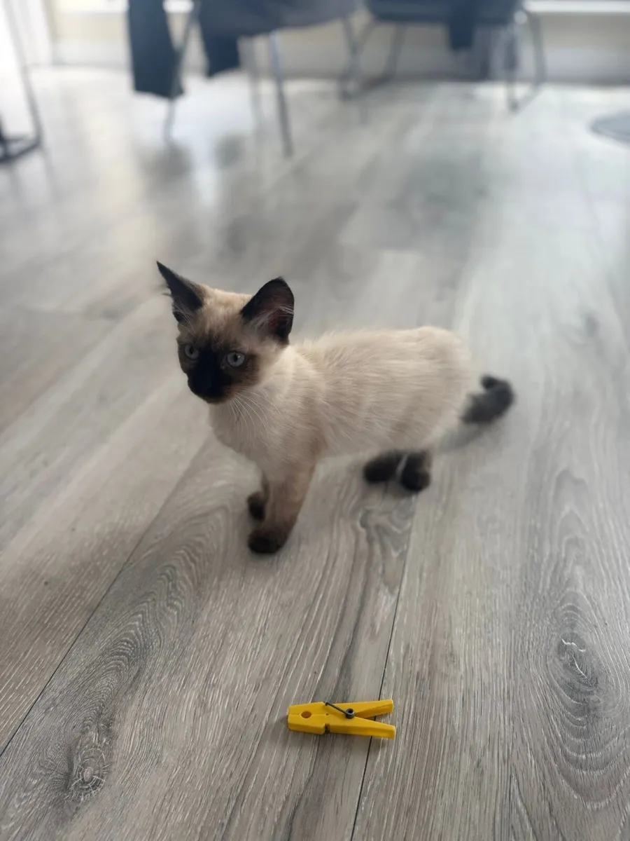 Siamese/ragdoll kittens - Image 2