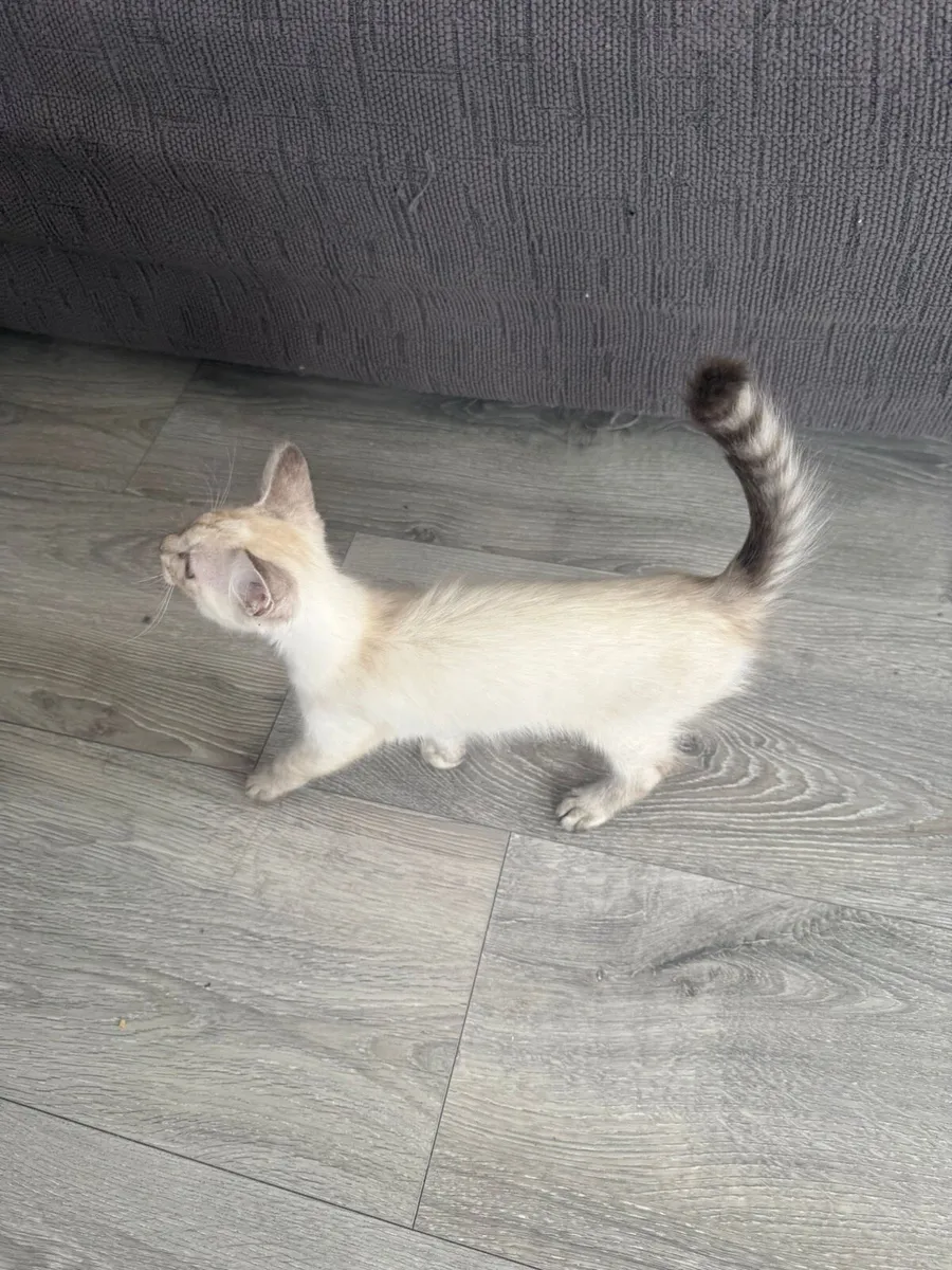 Siamese/ragdoll kittens - Image 3