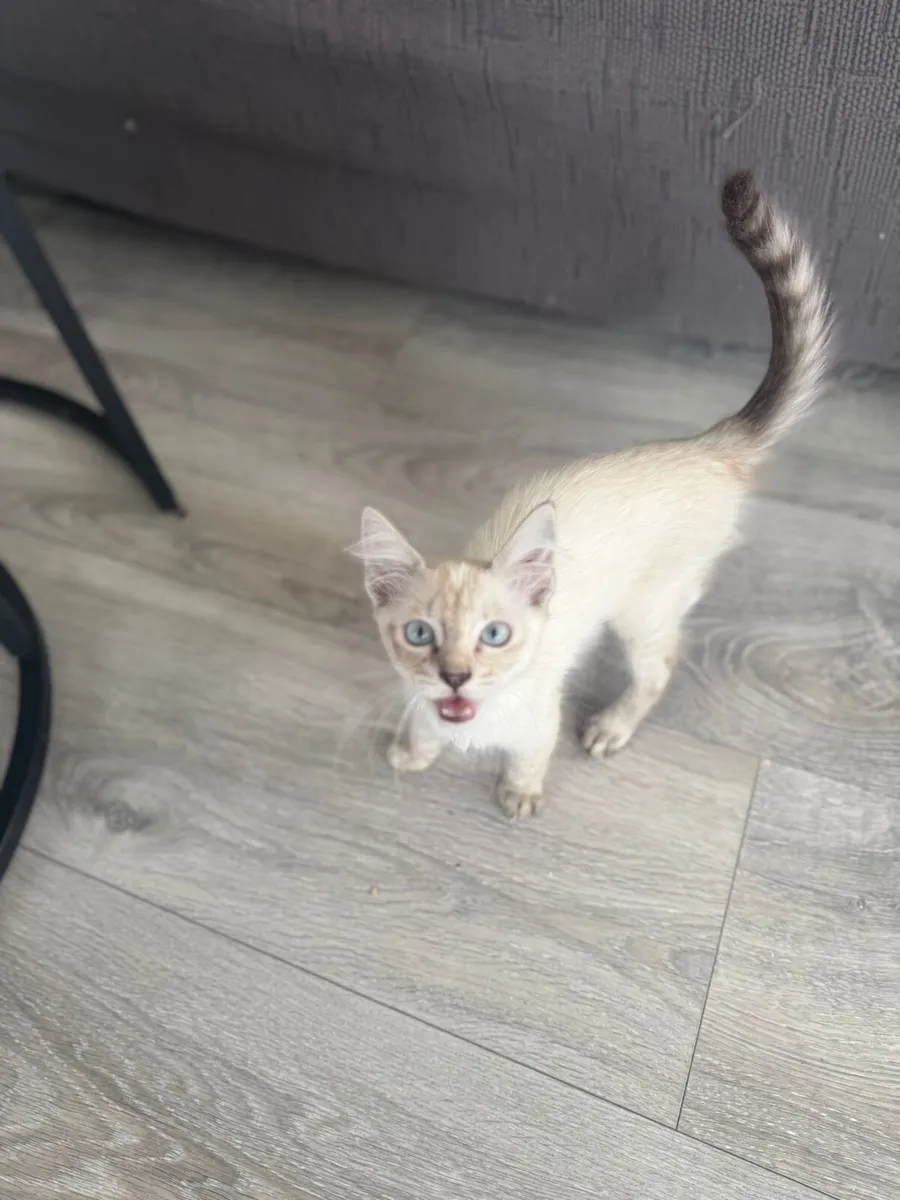 Siamese/ragdoll kittens - Image 4