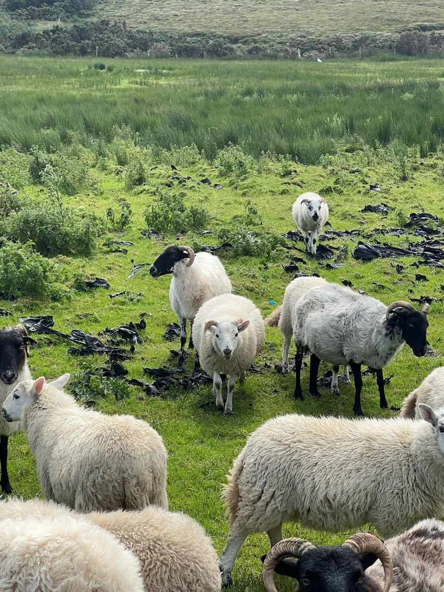 Lambs bot sale - Image 1
