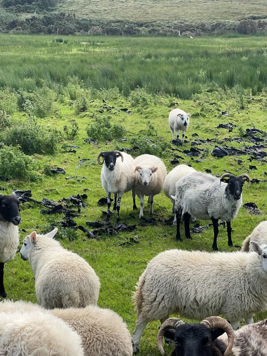 Lambs bot sale - Image 2