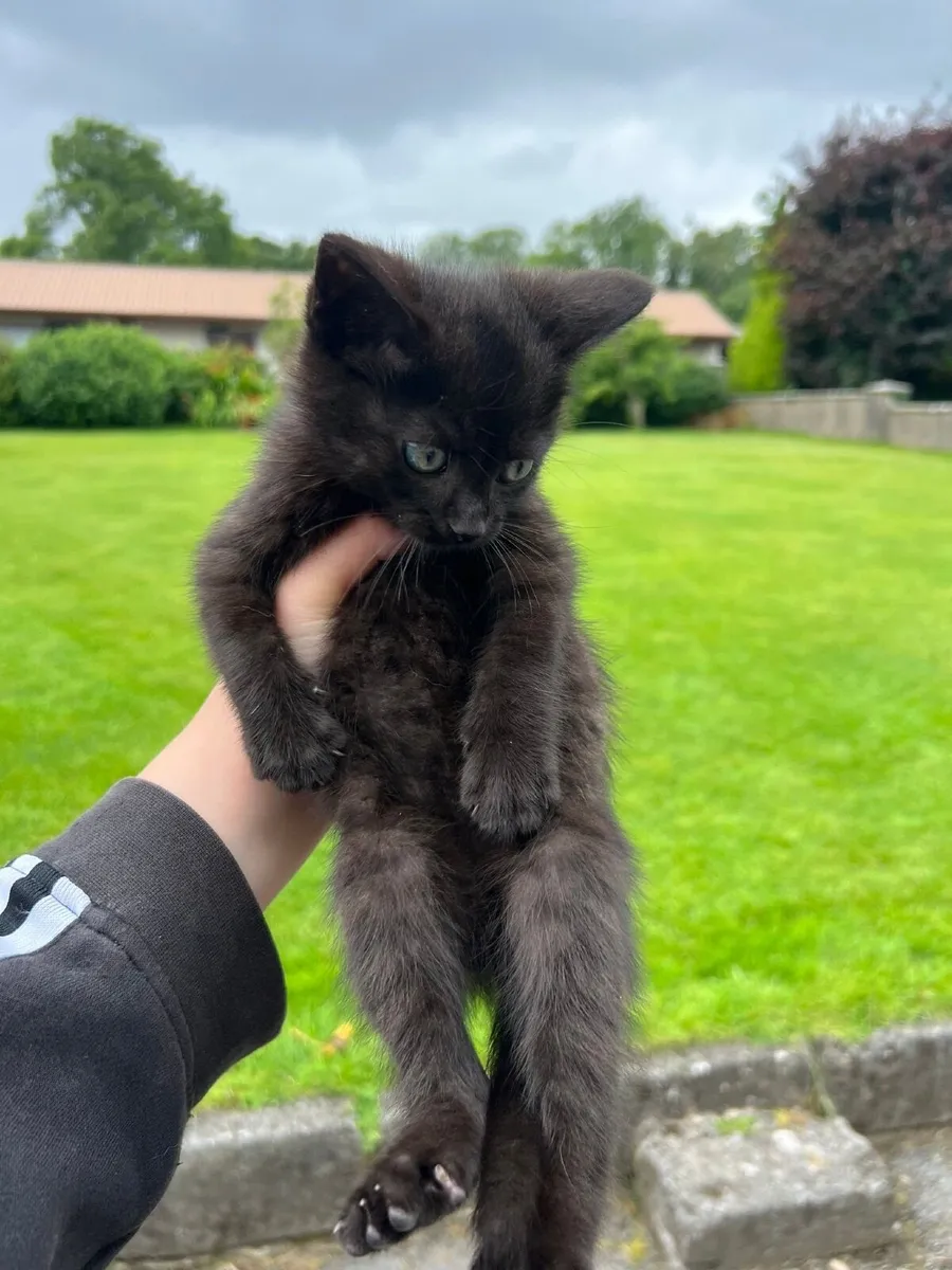 kitten - Image 1