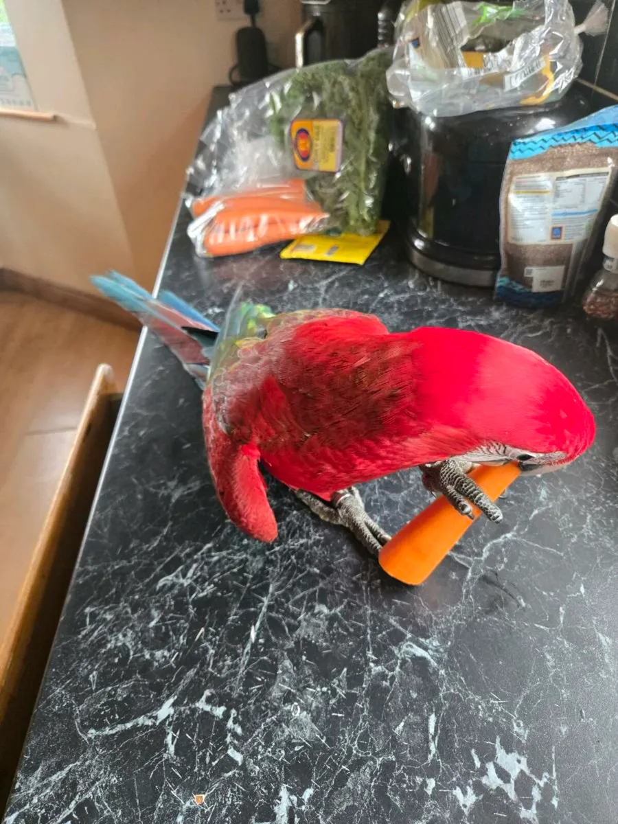 Green wing macaw - Image 2