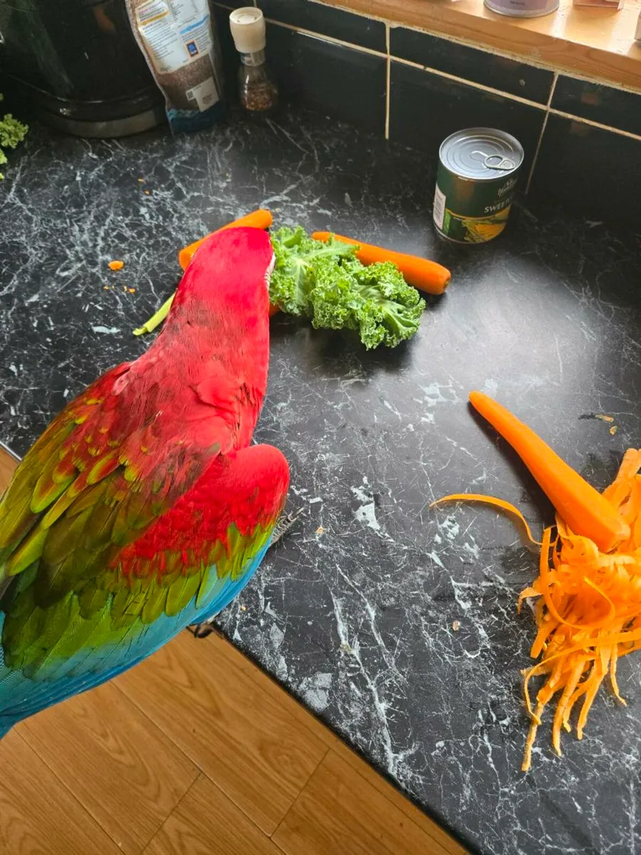 Green wing macaw - Image 3