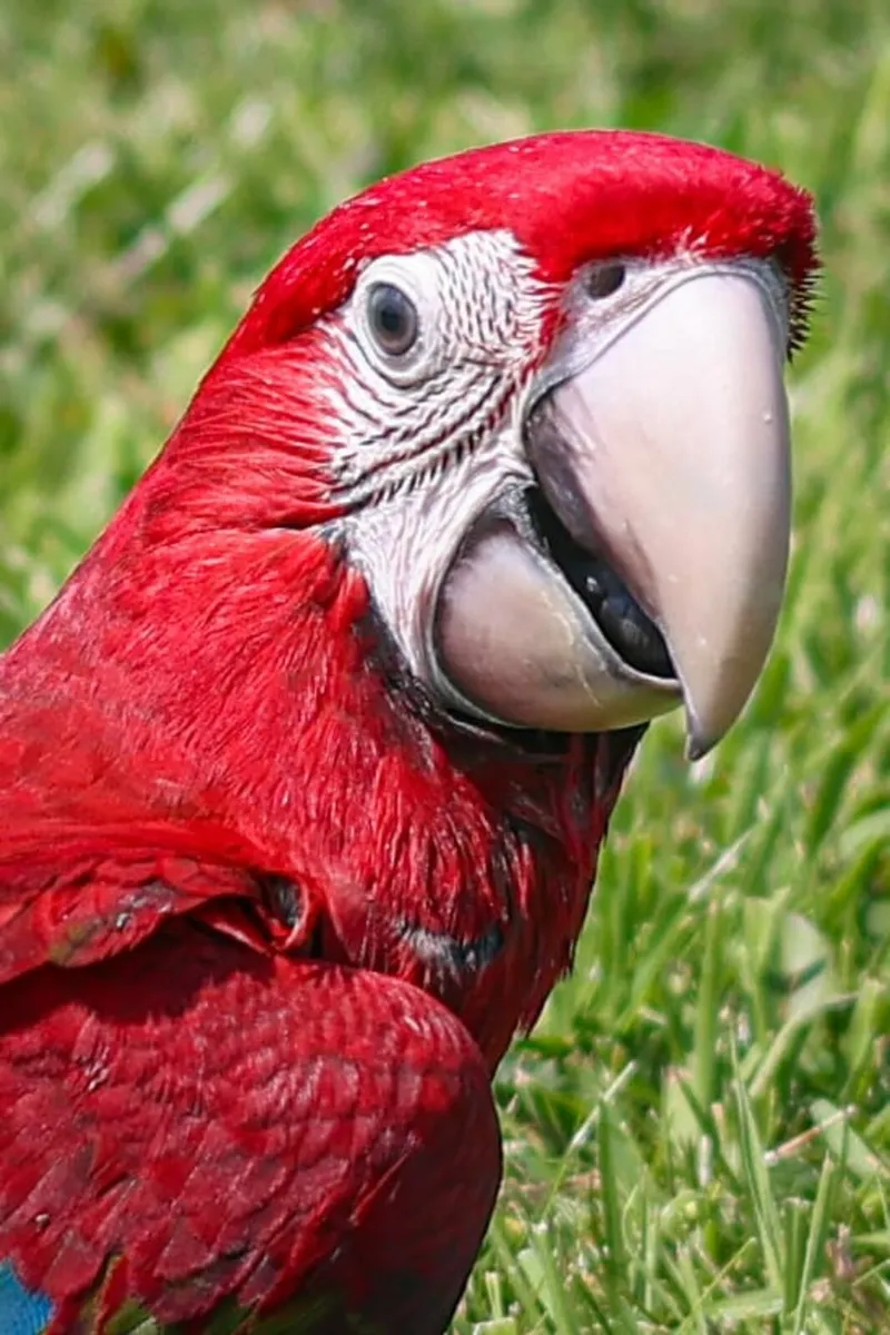 Green wing macaw - Image 1