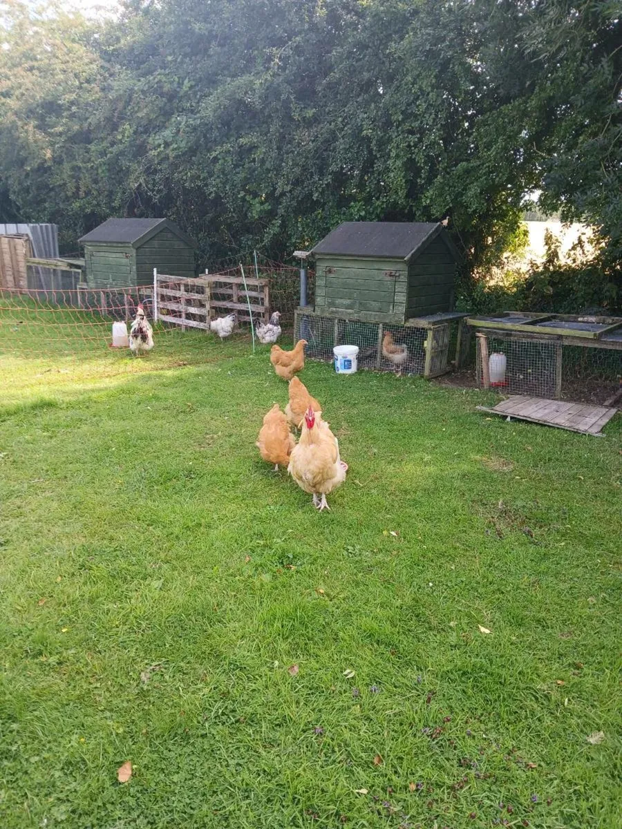 Hens - Image 2