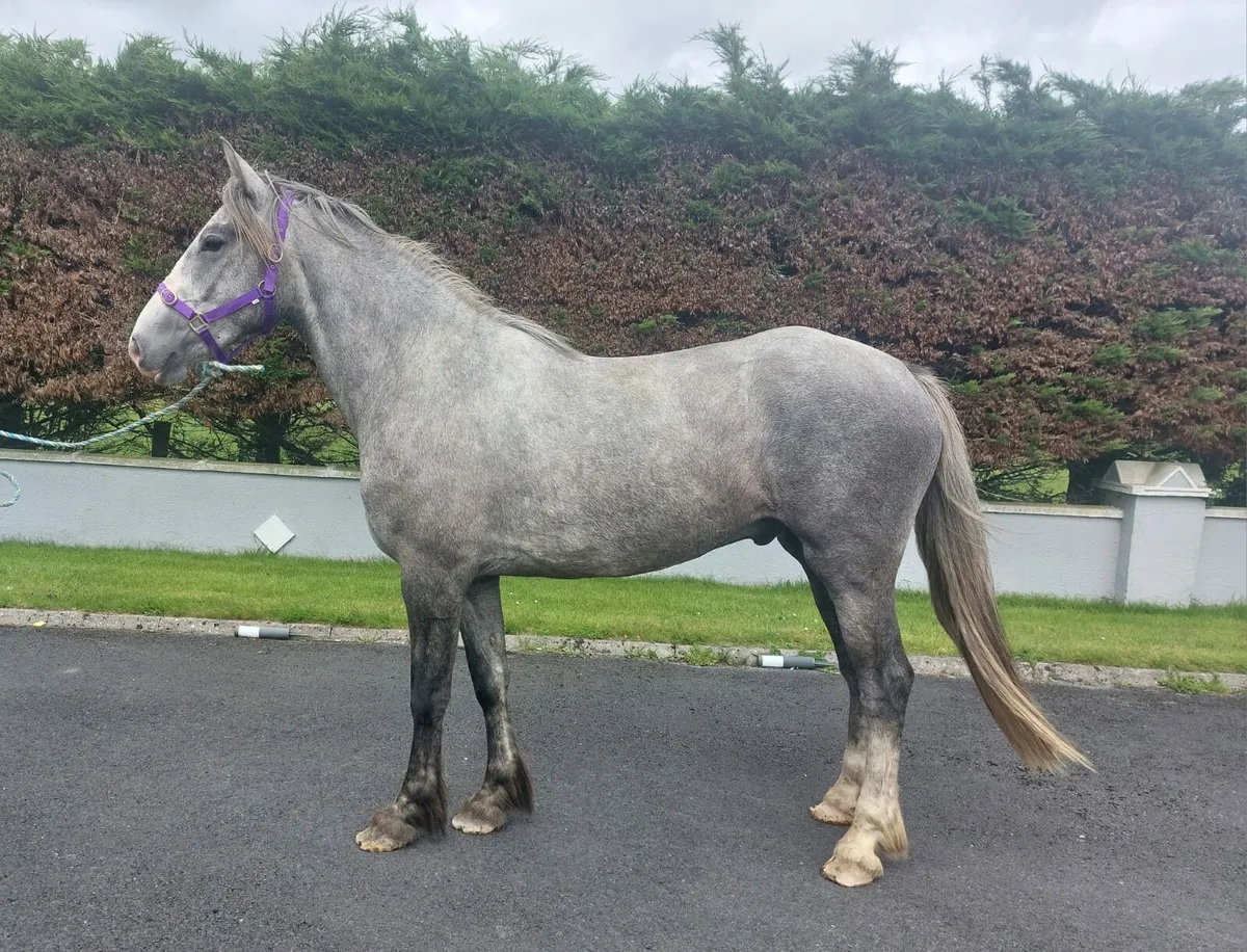 SHOW QUALITY GELDING - Image 1