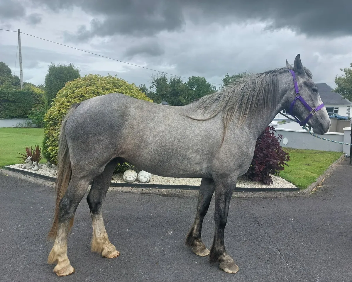 SHOW QUALITY GELDING - Image 2