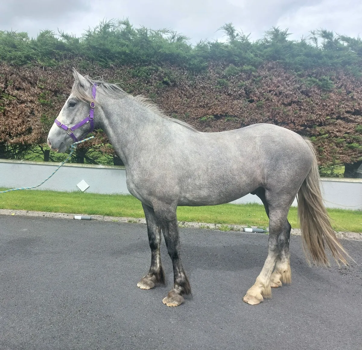 SHOW QUALITY GELDING - Image 3