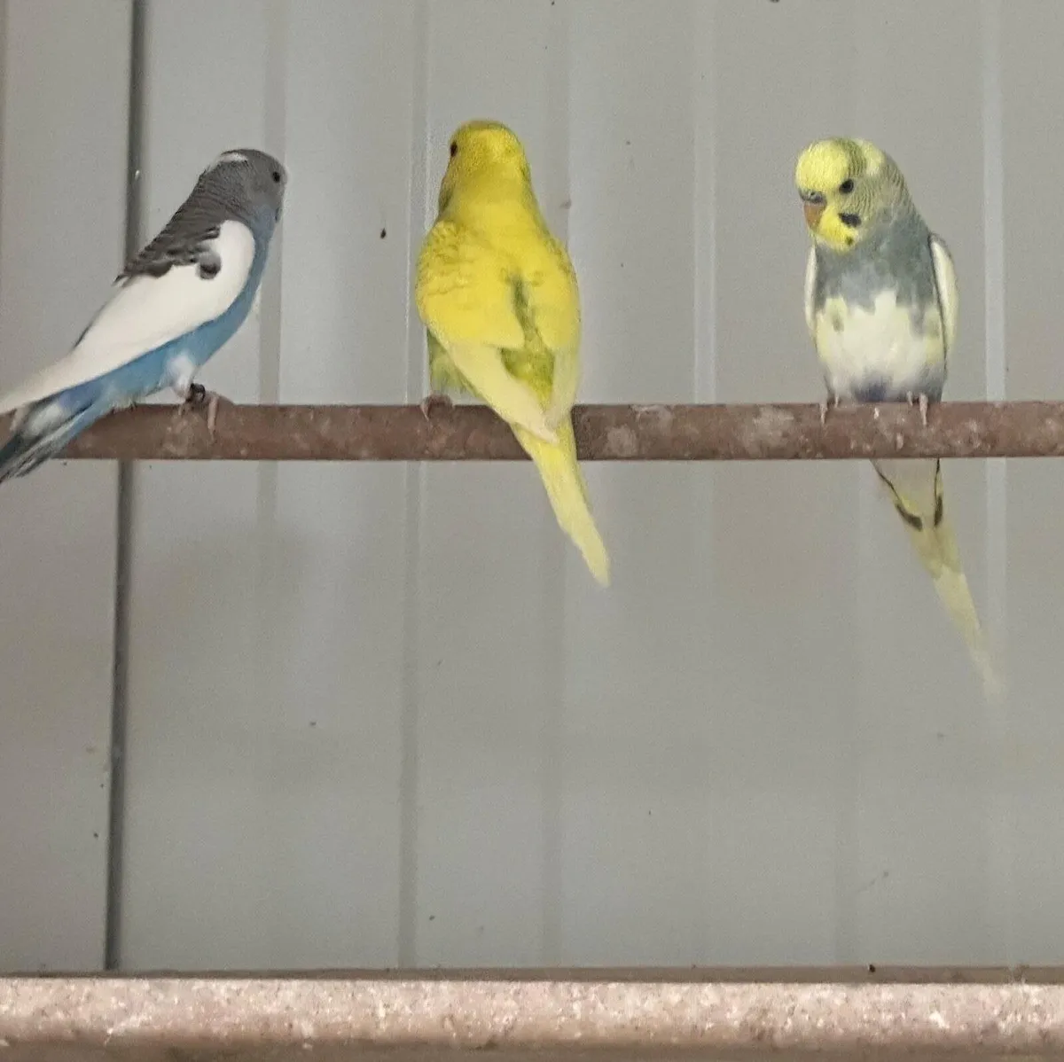 Birds - Image 2