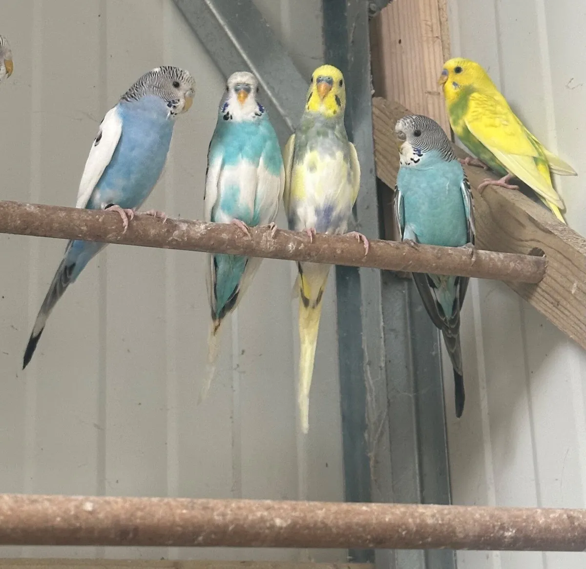 Birds - Image 3