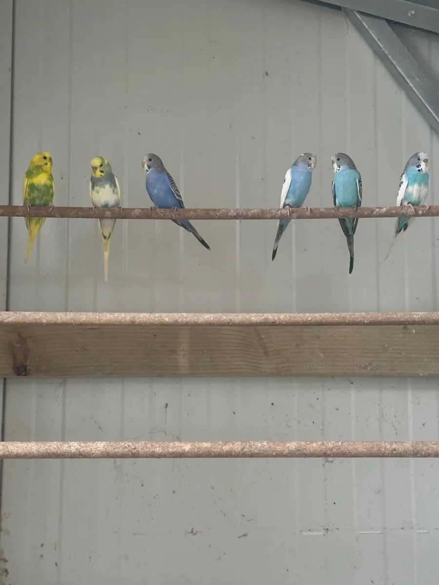 Birds - Image 1
